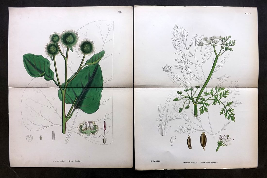 Sowerby, James C1870 Pair of Double Botanical Prints: Hand Colored Lithographs Published 1863-86, London for "English Botany" by John & James Sowerby. Centre fold as published. Paper Size: 13 x 9.5 inch (33 x 24cm) Good Condition