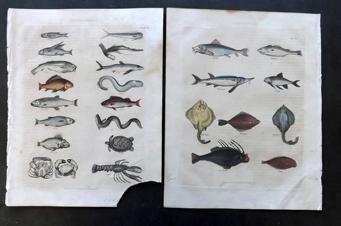 Buffon & Smellie 1834 Pair of Hand Col Fish Prints (1 of 1)
