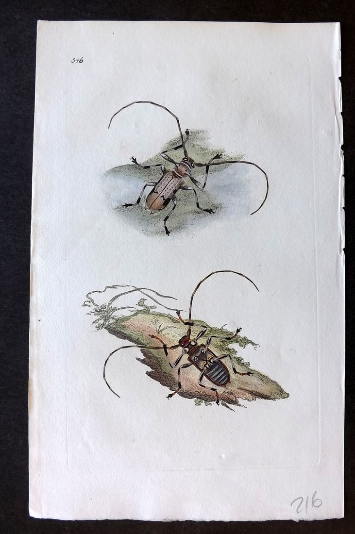Donovan, Edward C1800 Hand Col Insect Print. Lettered Cerambyx 556: Hand Colored Etchings Published 1796-1813, London for "The Natural History of British Insects" by Edward Donovan. With accompanying descriptive text. Paper Size: 9.5 x 6 inch (24 x 15cm) Good Conditio