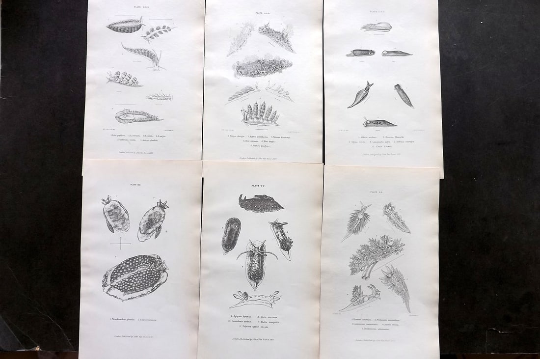 Forbes, Edward 1853 Lot of 6 Shell/Sea Life Prints: Lithographs/Etchings Published 1848-53, London for "A History of British Mollusca, and their Shells" by Edward Forbes. Paper Size: 9.5 x 6 inch (24 x 15cm) Good Condition