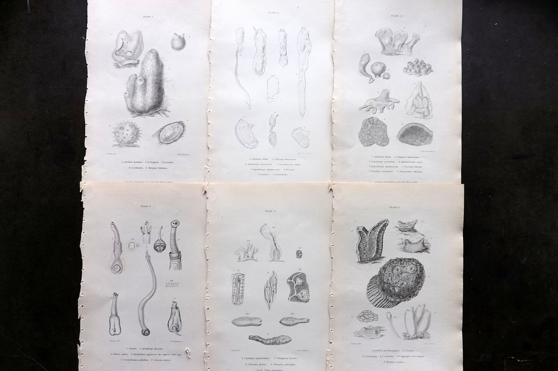 Forbes, Edward 1853 Lot of 6 Shell/Sea Life Prints: Lithographs/Etchings Published 1848-53, London for "A History of British Mollusca, and their Shells" by Edward Forbes. Paper Size: 9.5 x 6 inch (24 x 15cm) Good Condition