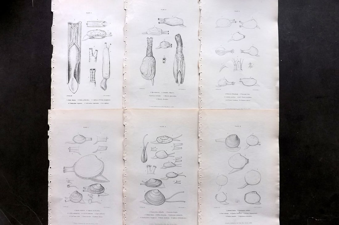 Forbes, Edward 1853 Lot of 6 Shell/Sea Life Prints: Lithographs/Etchings Published 1848-53, London for "A History of British Mollusca, and their Shells" by Edward Forbes. Paper Size: 9.5 x 6 inch (24 x 15cm) Good Condition