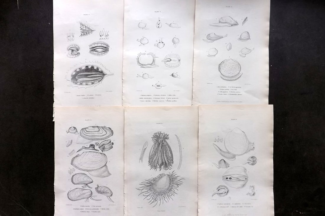 Forbes, Edward 1853 Lot of 6 Shell/Sea Life Prints: Lithographs/Etchings Published 1848-53, London for "A History of British Mollusca, and their Shells" by Edward Forbes. Paper Size: 9.5 x 6 inch (24 x 15cm) Good Condition