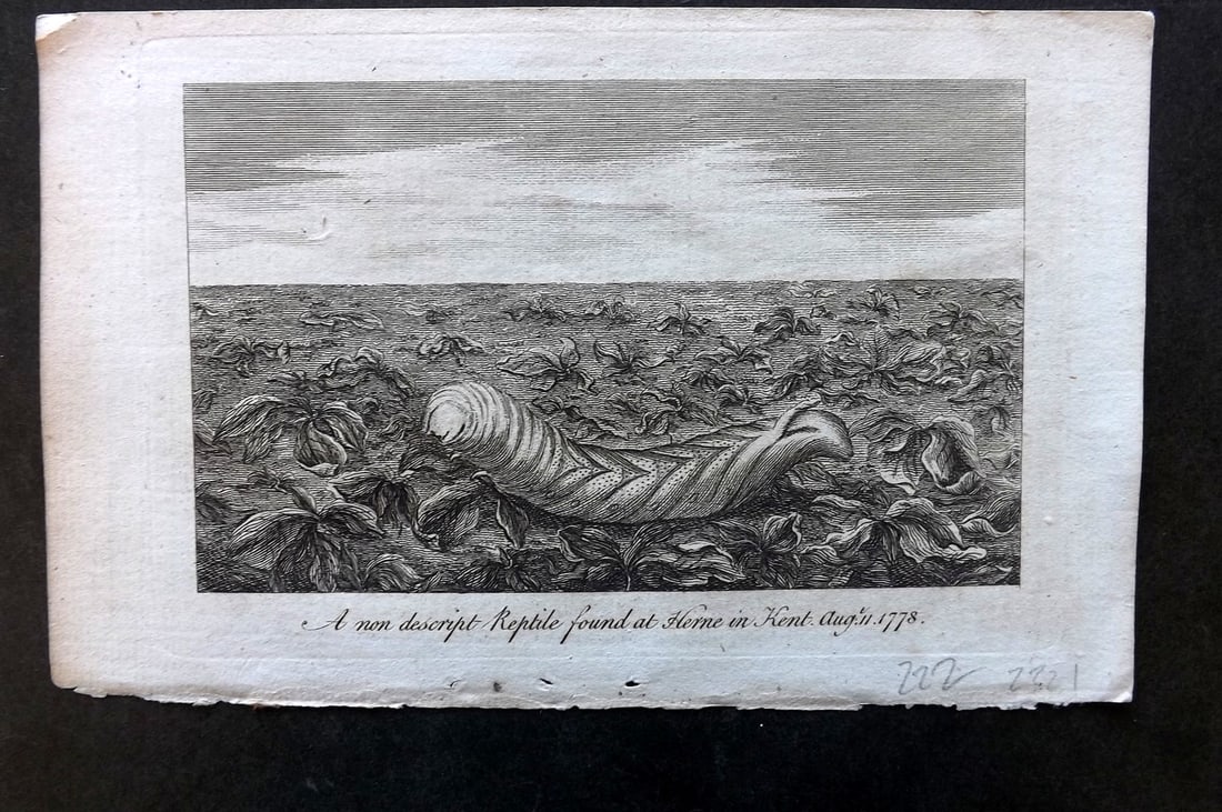 Gentleman's Mag 1778 Prints. Non descript Reptile found at Herne in Kent (1 of 1)