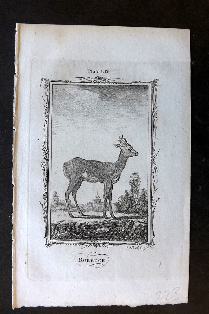 Goldsmith, Oliver 1779 Antique Print. Roebuck Deer (1 of 1)