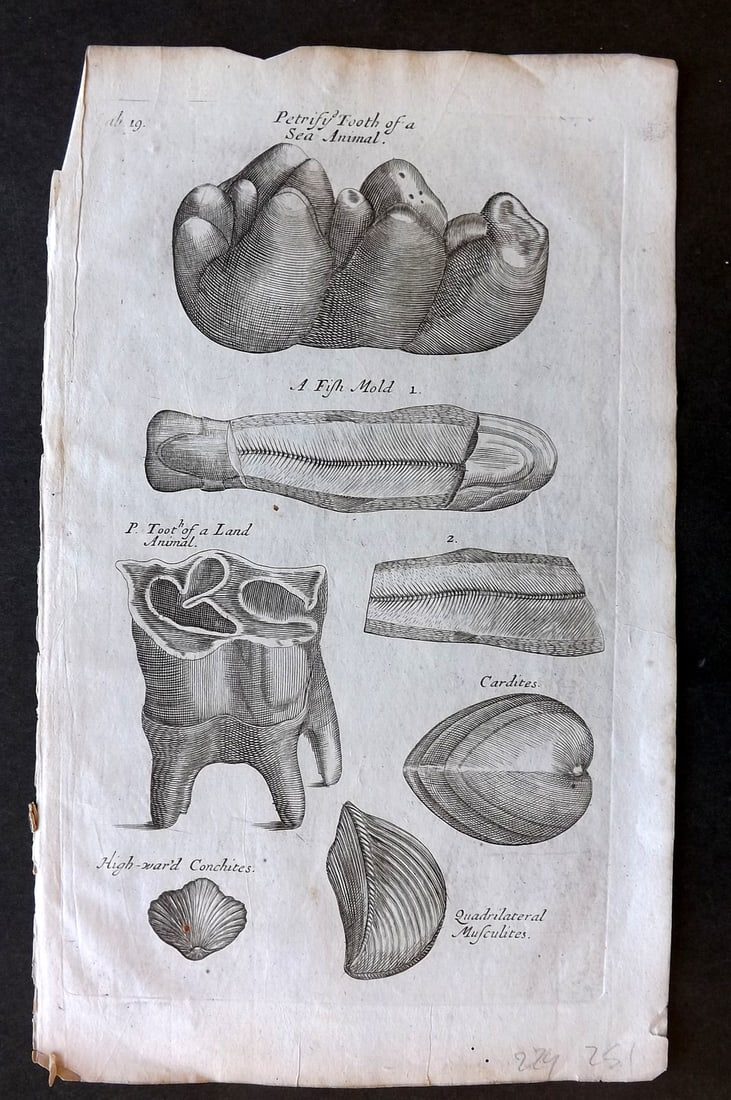Grew, Nehemiah 1681 Print. Tooth of Sea Animal & Land Mammal, Shells (1 of 1)