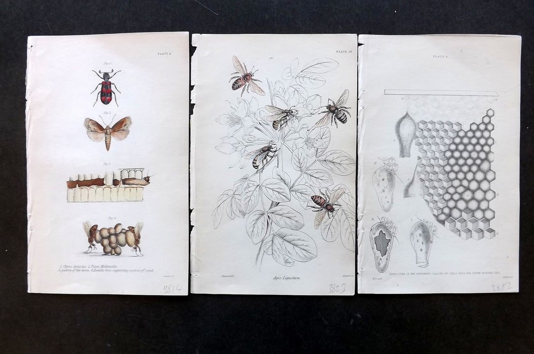 Jardine, William 1837 Lot of 3 Prints of Bees & Bee Hive (1 of 1)