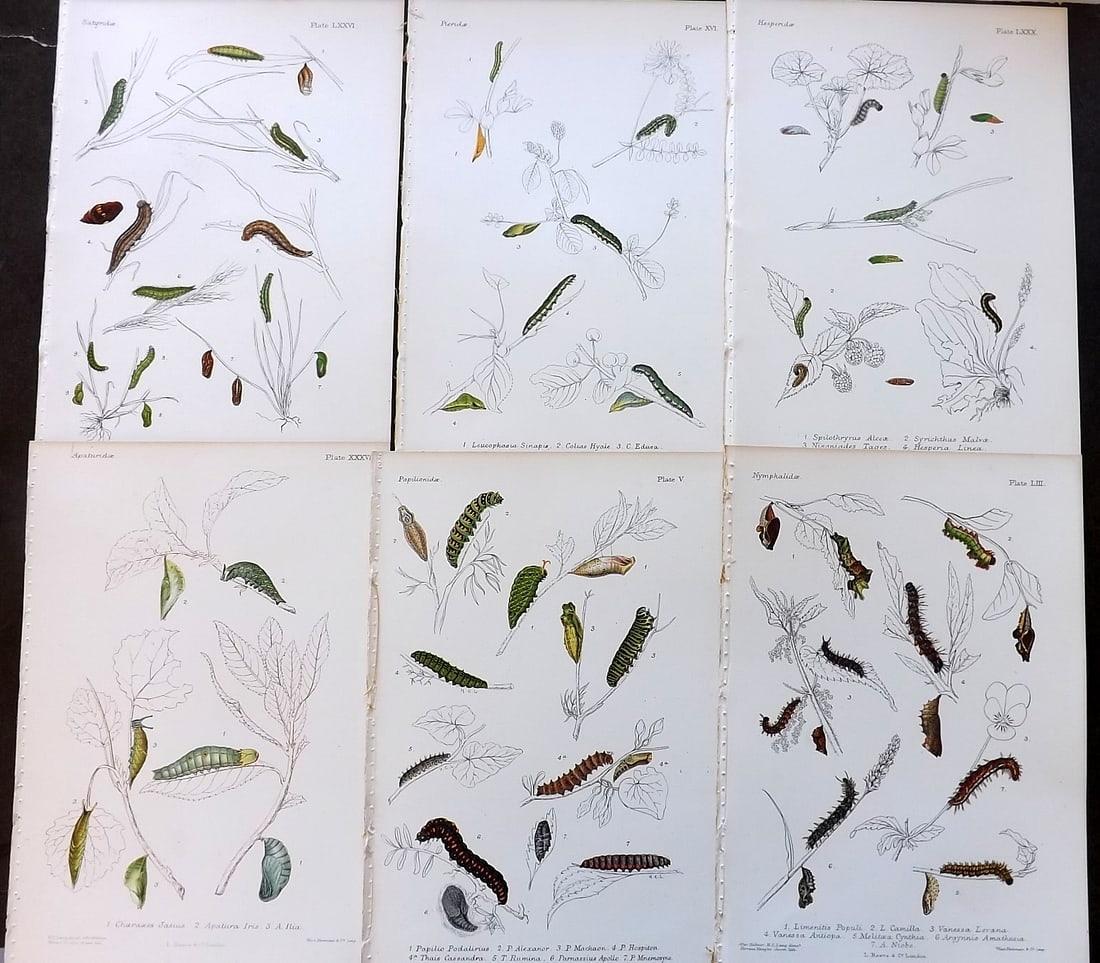 Lang, Henry 1884 Lot of 6 Antique Butterfly Larvae Caterpillar Prints (1 of 1)