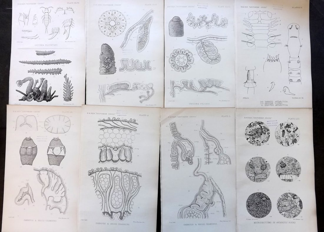Lankester, Ray 1902 Lot of 8 Rare Sea Life Prints (Library Stamps): Lithographs Published 1902, London for "Report on the Collections of Natural History Made in the Antarctic Regions During the Voyage of the Southern Cross" by Ray Lankester & The British Museum. Rare.