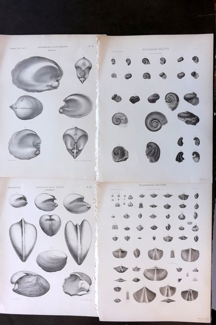 Paleontology of New-York 1852 Lot 4 Fossil Shell Prints: Aquatints and/or Lithographs Published 1852, Albany for the "Palaeontology of New-York" by James Hall. Part of the "Natural History of New York" series. Paper Size: 11.5 x 9 inch (29 x 23cm) Good Cond