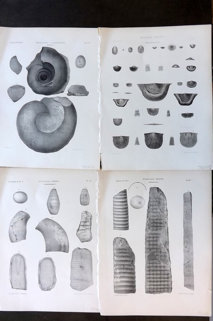Paleontology of New-York 1852 Lot 4 Fossil Shell Prints: Aquatints and/or Lithographs Published 1852, Albany for the "Palaeontology of New-York" by James Hall. Part of the "Natural History of New York" series. Paper Size: 11.5 x 9 inch (29 x 23cm) Good Cond