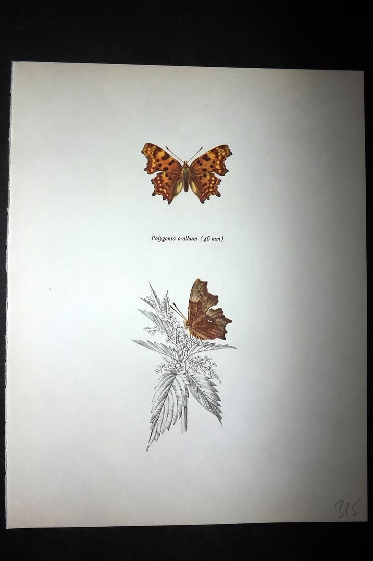 Prochazka, Frantisek 1963 Vintage Butterfly Print. Polygonia C-Album: Vintage Offset Lithograph Published 1963, London for "British Butterflies" by J. Moucha. Illustrated by Frantisek Prochazka. Descriptive text to verso, but this relates to the adjacent plate. On nice 
