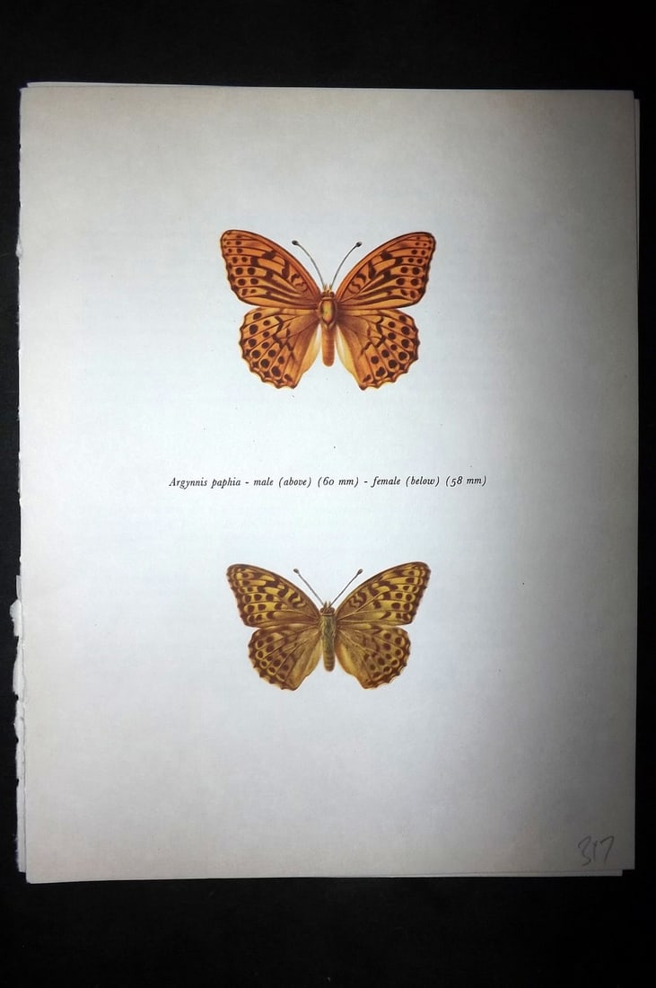 Prochazka, Frantisek 1963 Vintage Butterfly Print. Argynnis Paphia: Vintage Offset Lithograph Published 1963, London for "British Butterflies" by J. Moucha. Illustrated by Frantisek Prochazka. Descriptive text to verso, but this relates to the adjacent plate. On nice 