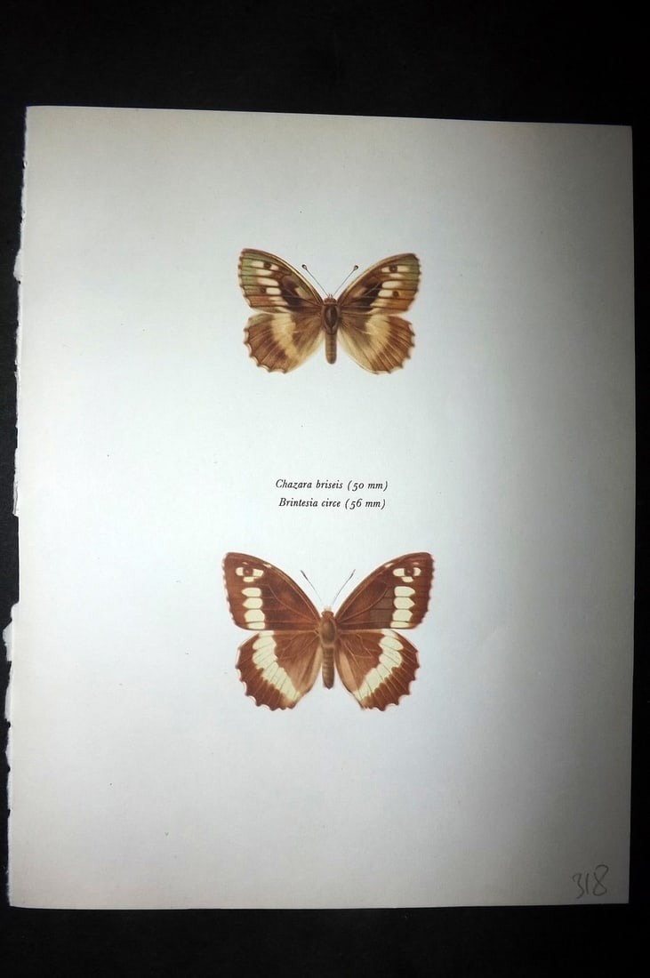 Prochazka, Frantisek 1963 Vintage Butterfly Print. Chazara Briseis, Brintesia Circe: Vintage Offset Lithograph Published 1963, London for "British Butterflies" by J. Moucha. Illustrated by Frantisek Prochazka. Descriptive text to verso, but this relates to the adjacent plate. On nice 