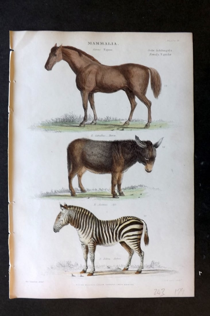 Richardson, John, John 1862 Hand Col Print. Horse, Ass, Zebra (1 of 1)