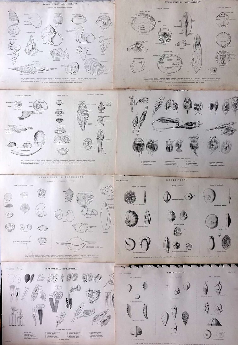 Richardson, John, John 1862 Lot of 8 Antique Prints. Shells, Sea Life (1 of 1)