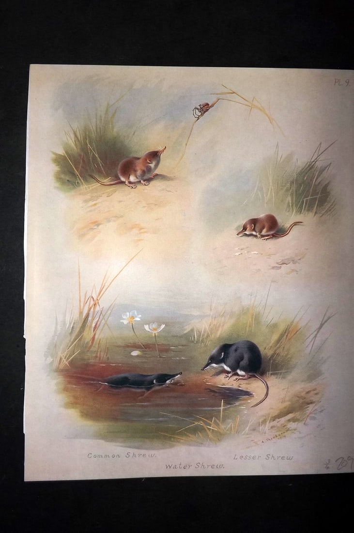 Thorburn, Archibald 1920 Rare Folio Print. Shrews 09 (1 of 1)