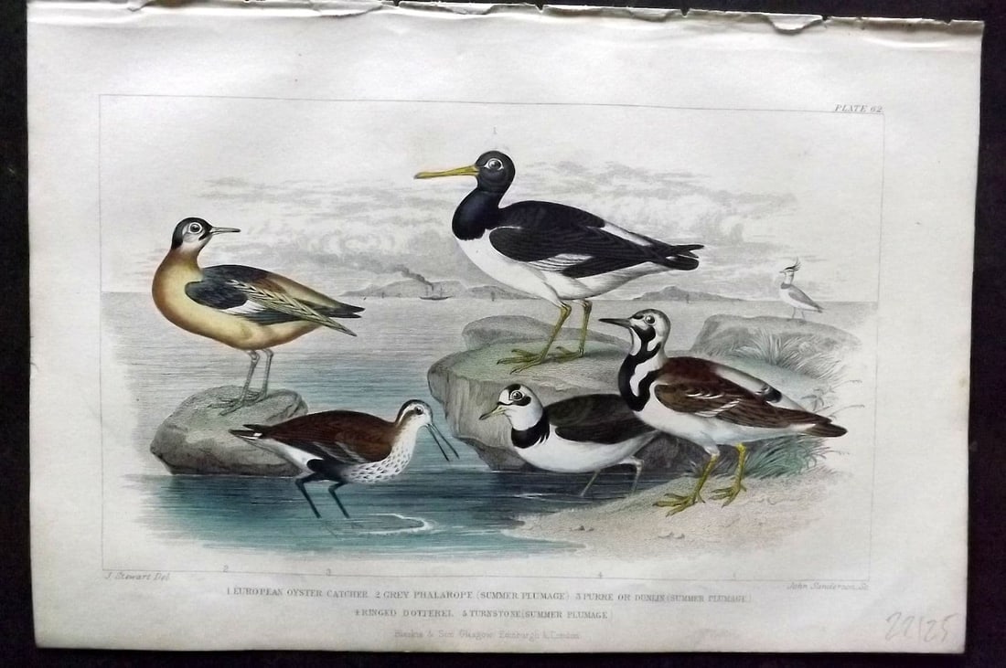 Goldsmith, Oliver 1866 Bird. European Oyster Catcher, Grey Phalarope, Dotterel 62 (1 of 1)