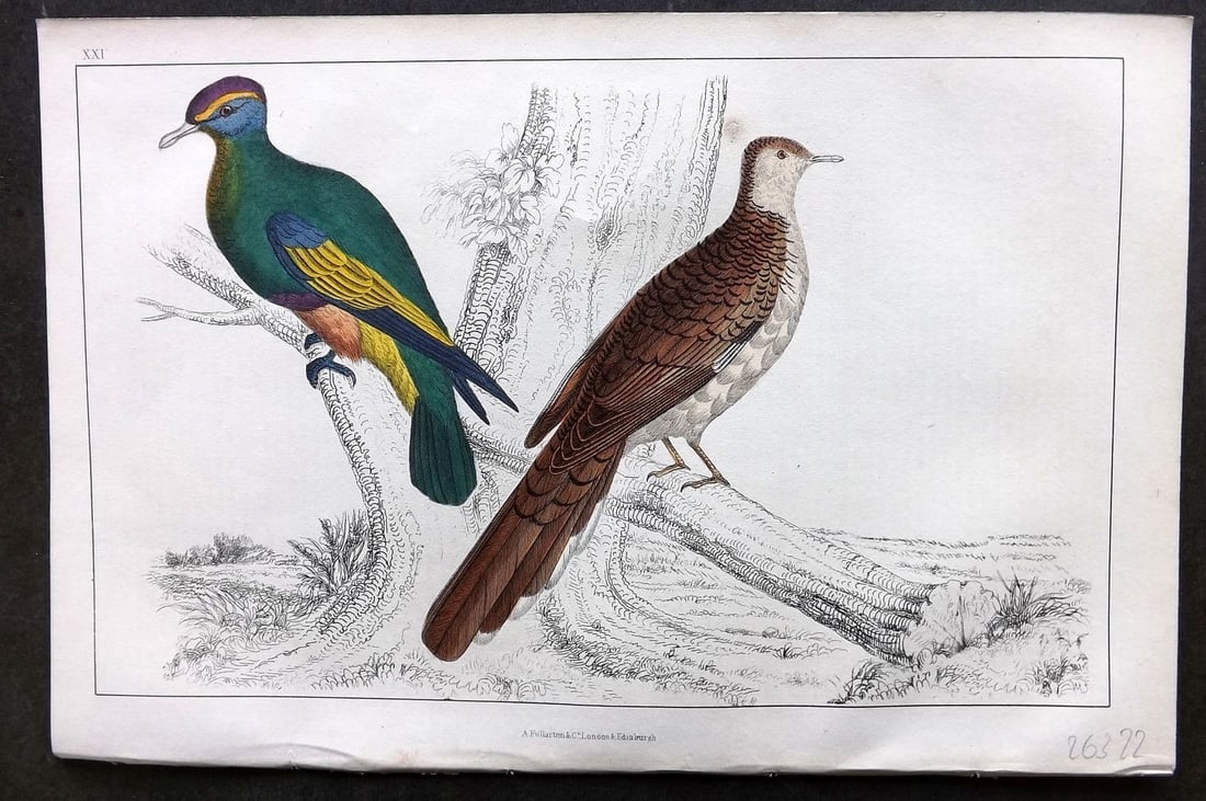 Goldsmith, Oliver 1855 Hand Col Bird Print. Purple Crowned & Red Collared Pigeon 21 (1 of 1)