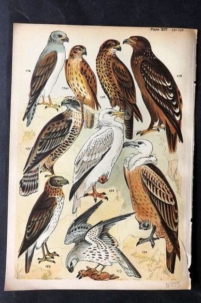 Gordon, W. J. C1900 Bird Print. Vulture, Harrier, Buzzard 14 (1 of 1)