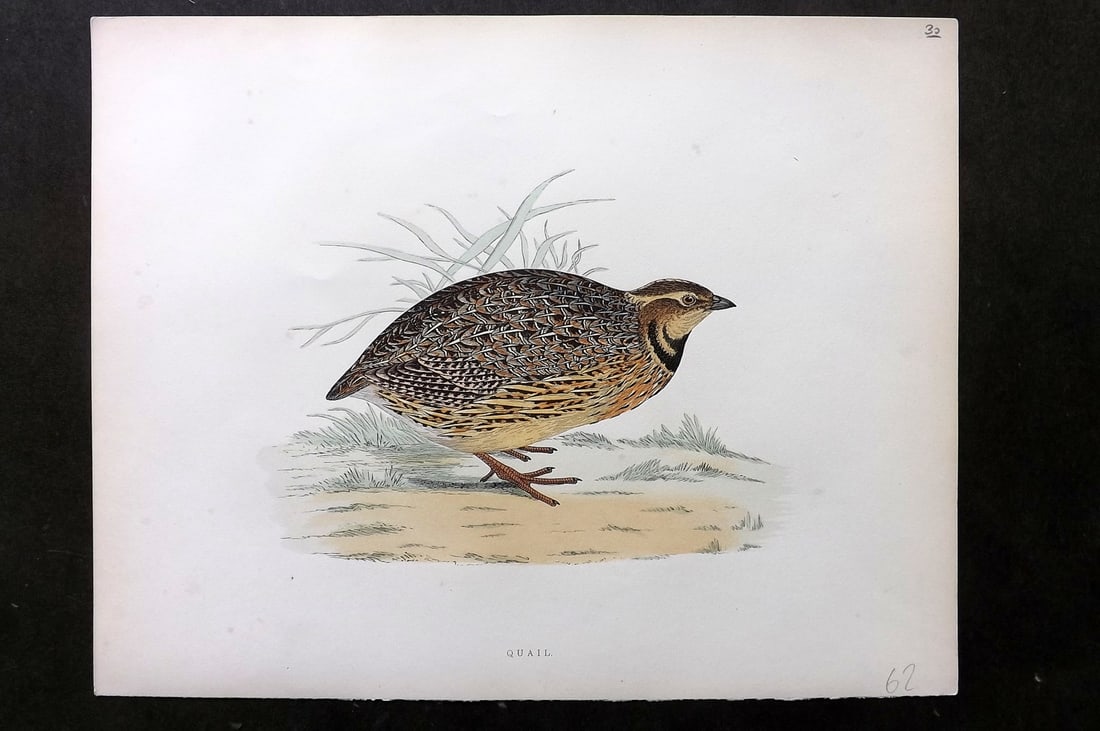 Morris, Beverley 1895 Folio Hand Col Bird Print. Quail (1 of 1)