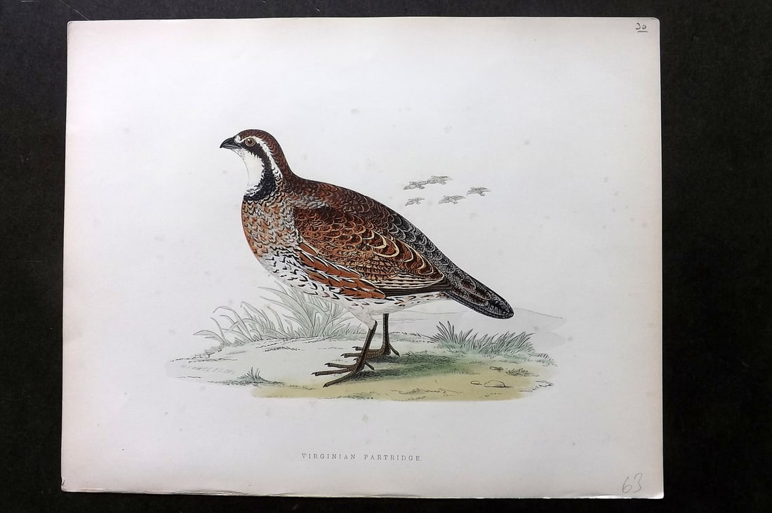 Morris, Beverley 1895 Folio Hand Col Bird Print. Virginian Partridge (1 of 1)