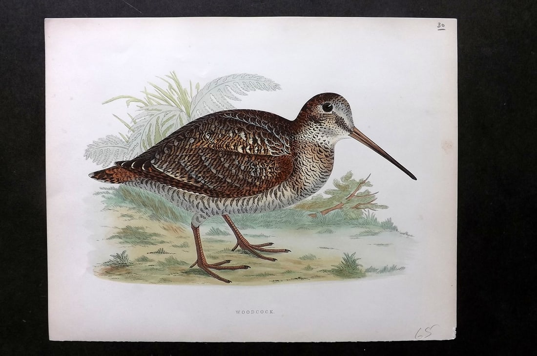Morris, Beverley 1895 Folio Hand Col Bird Print. Woodcock (1 of 1)