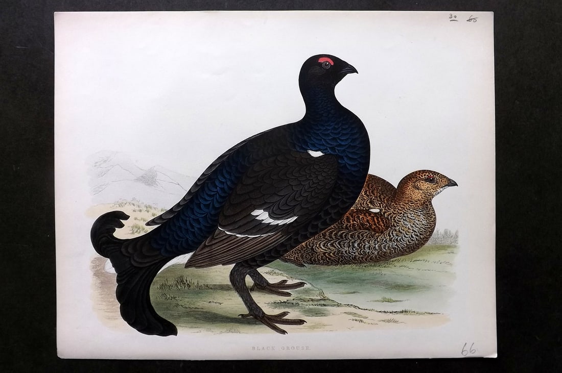 Morris, Beverley 1895 Folio Hand Col Bird Print. Black Grouse (1 of 1)
