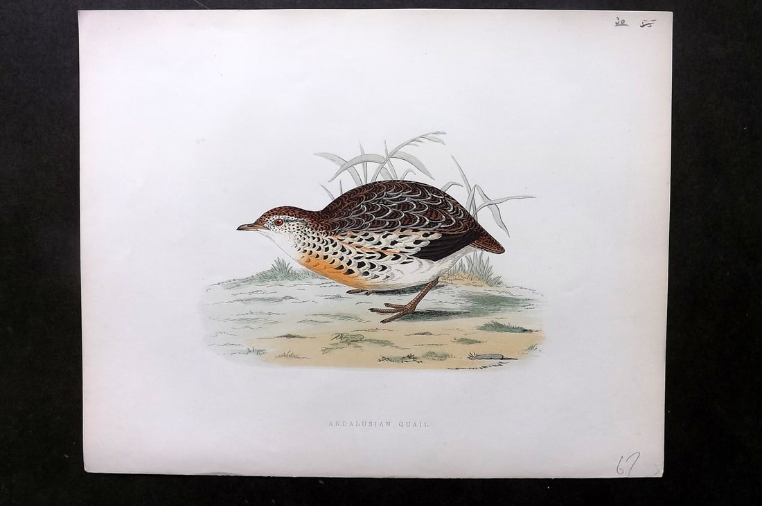 Morris, Beverley 1895 Folio Hand Col Bird Print. Andalusian Quail (1 of 1)