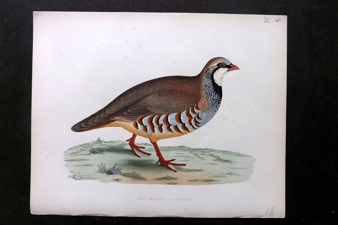 Morris, Beverley 1895 Folio Hand Col Bird Print. Red-Legged Partriidge (1 of 1)