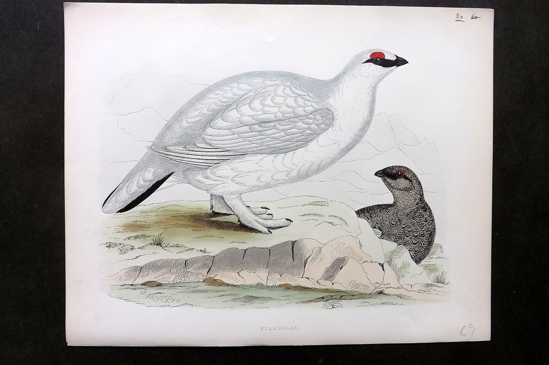 Morris, Beverley 1895 Folio Hand Col Bird Print. Ptarmigan (1 of 1)
