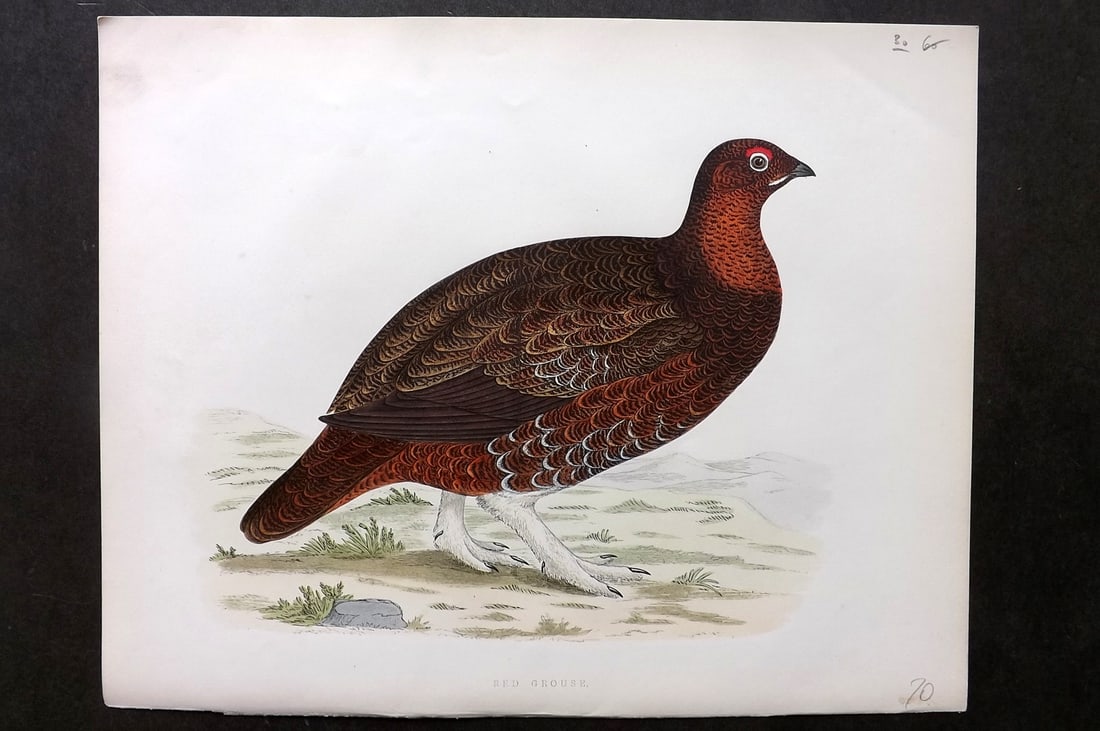 Morris, Beverley 1895 Folio Hand Col Bird Print. Red Grouse (1 of 1)