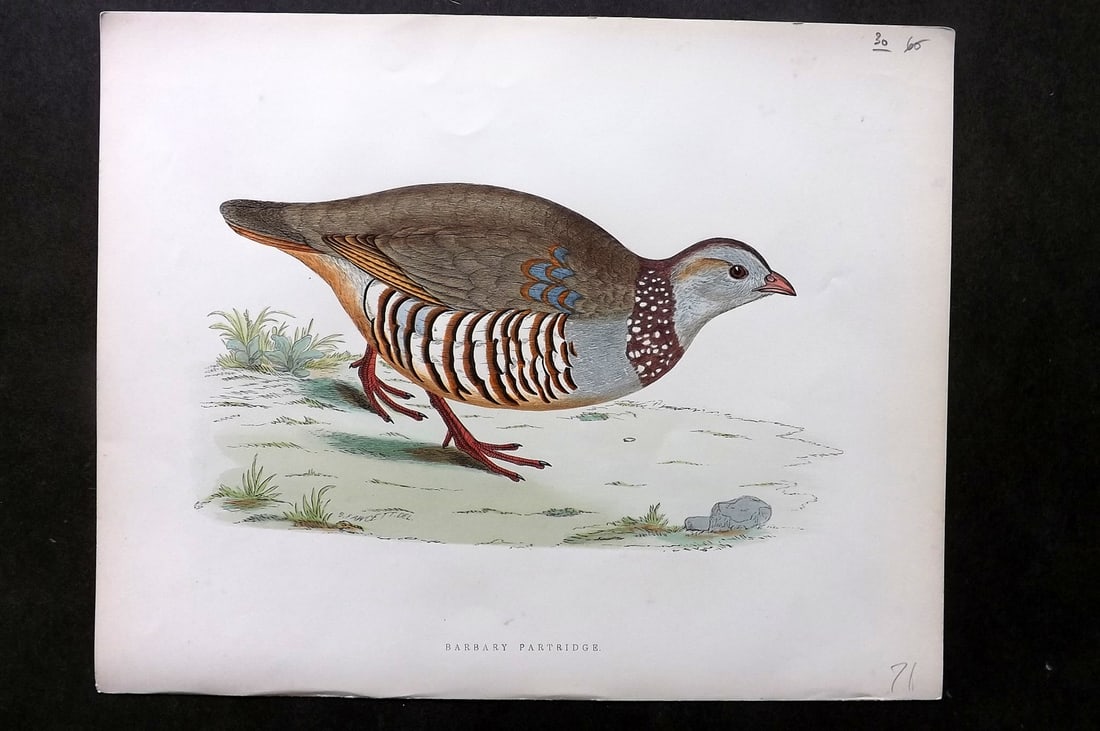 Morris, Beverley 1895 Folio Hand Col Bird Print. Barbary Partridge (1 of 1)
