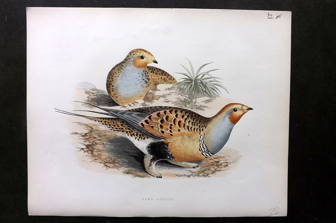 Morris, Beverley 1895 Folio Hand Col Bird Print. Sand Grouse (1 of 1)