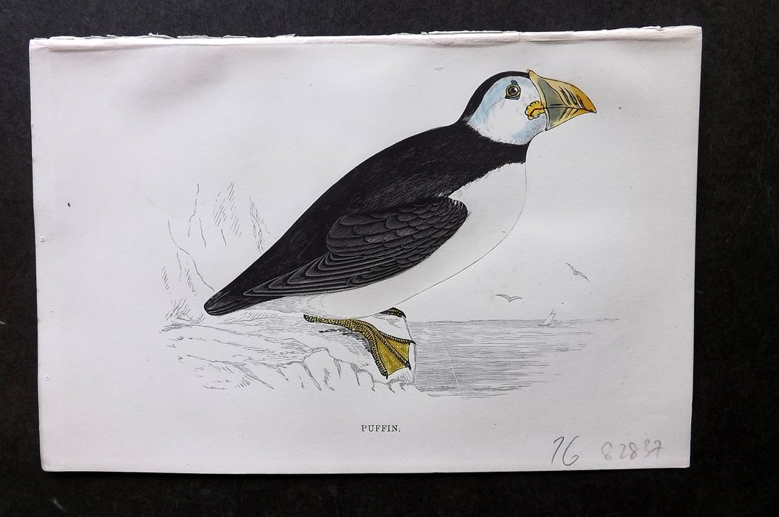 Morris, Francis 1867 Hand Col Bird Print. Puffin (1 of 1)