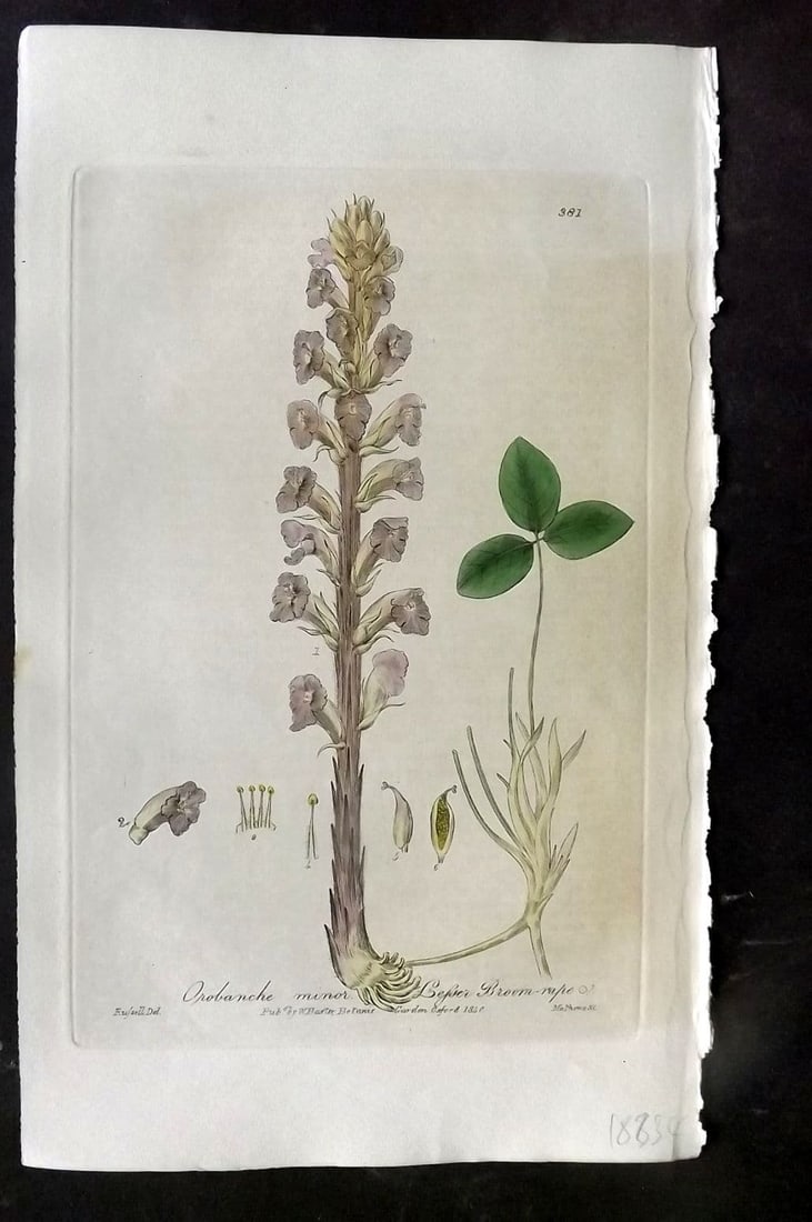 Baxter, William 1840 Hand Col Botanical Print. Lesser Broom Rape 381 (1 of 1)