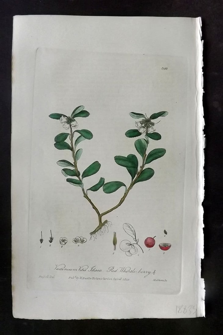 Baxter, William 1840 Hand Col Botanical Print. Red Whortle Berry 388 (1 of 1)