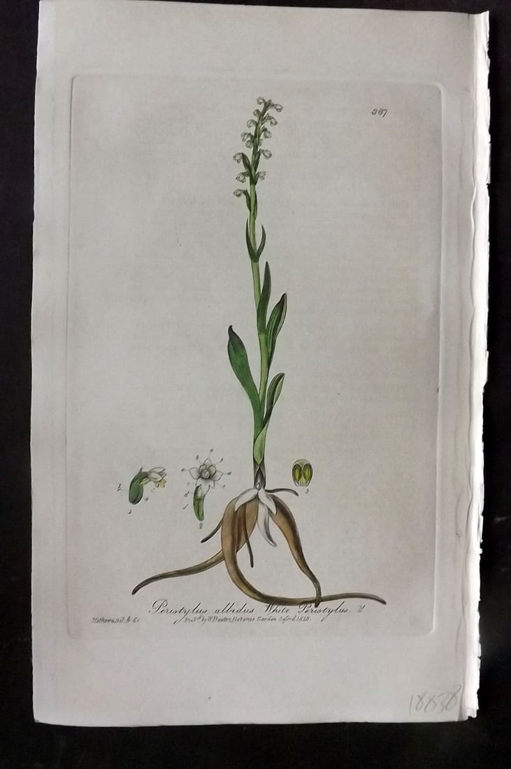 Baxter, William 1840 Hand Col Botanical Print. White Peristylus 387 (1 of 1)