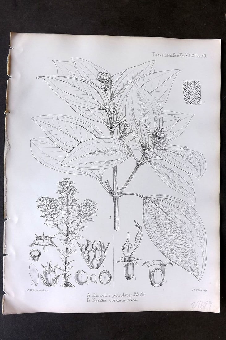 Fitch, Walter 1870's Antique Botanical Print. Dissotis Petiolata & Nesaea Cordata 29-40 (1 of 1)