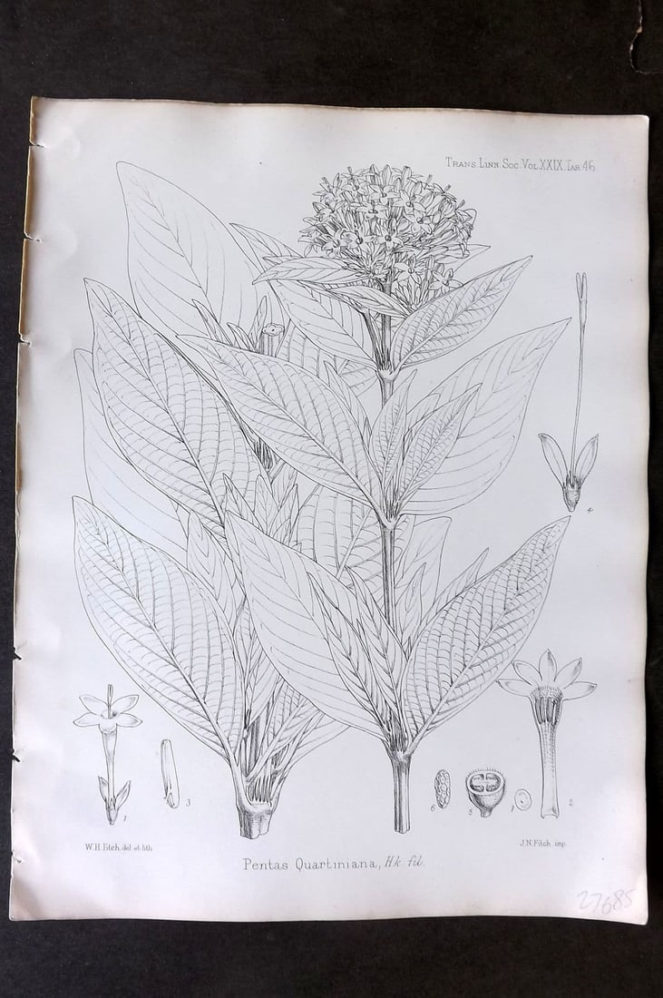 Fitch, Walter 1870's Antique Botanical Print. Pentas Quartiniana 29--46 (1 of 1)