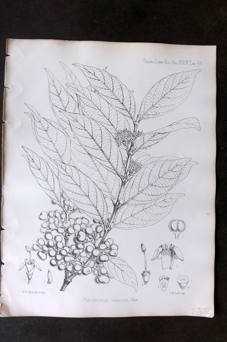 Fitch, Walter 1870's Antique Botanical Print. Plectronia Venosa 29-49 (1 of 1)