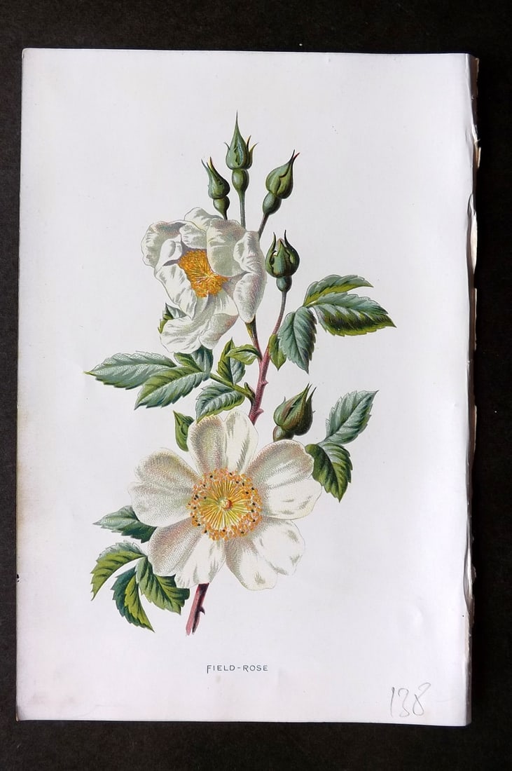 Hulme, Edward 1884 First Edition Botanical Print. Field Rose (1 of 1)