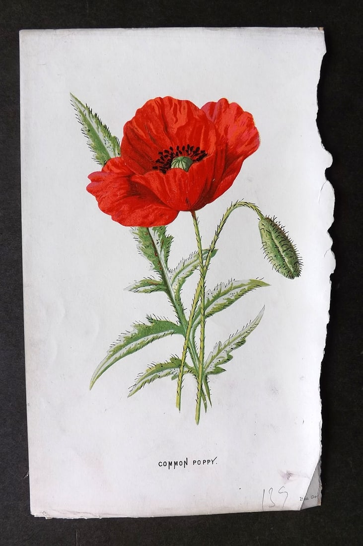 Hulme, Edward 1884 First Edition Botanical Print. Common Poppy (1 of 1)