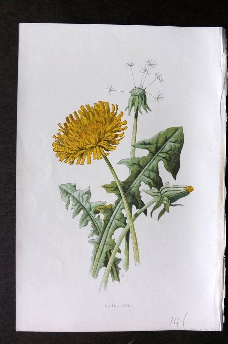 Hulme, Edward 1884 First Edition Botanical Print. Dandelion (1 of 1)