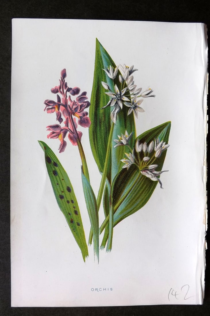 Hulme, Edward 1884 First Edition Botanical Print. Orchis Orchid (1 of 1)