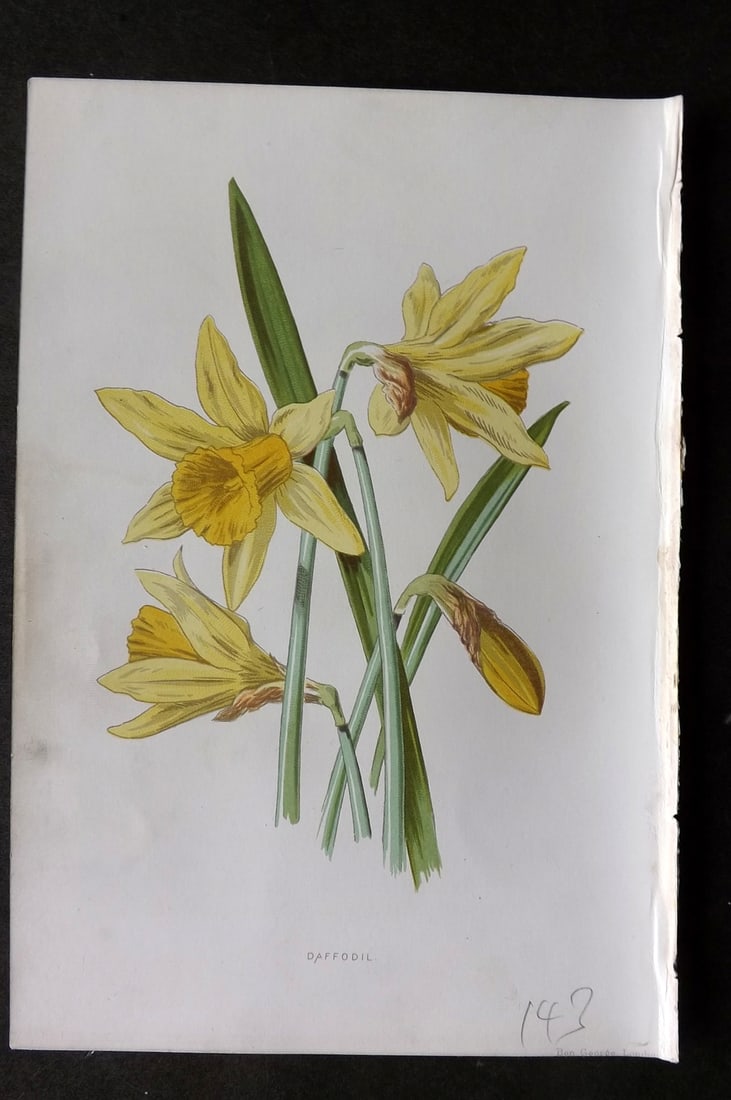 Hulme, Edward 1884 First Edition Botanical Print. Daffodil (1 of 1)