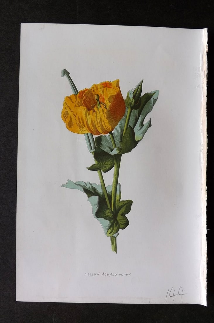 Hulme, Edward 1884 First Edition Botanical Print. Yellow Horned Poppy (1 of 1)