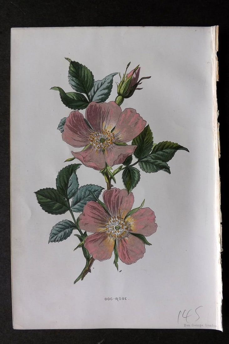 Hulme, Edward 1884 First Edition Botanical Print. Dog Rose (1 of 1)