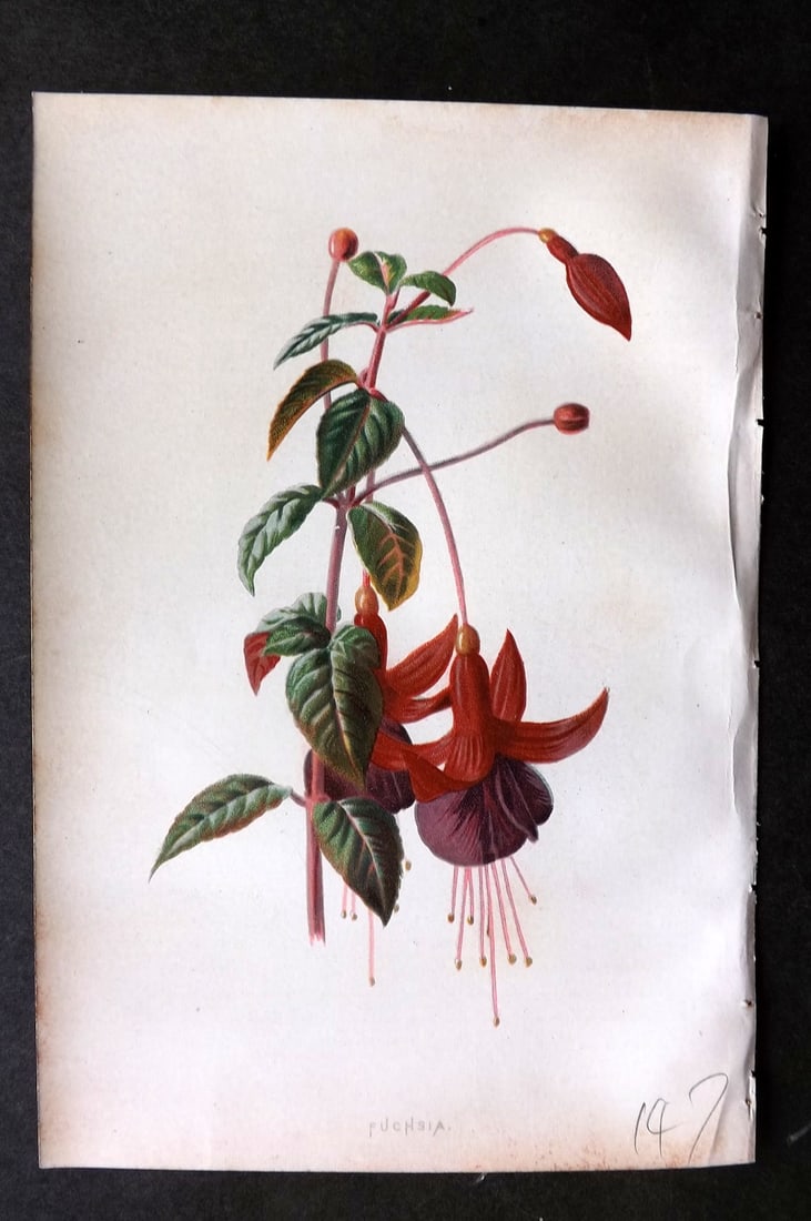 Hulme, Edward C1880 First Edition Botanical Print. Fuchsia (1 of 1)