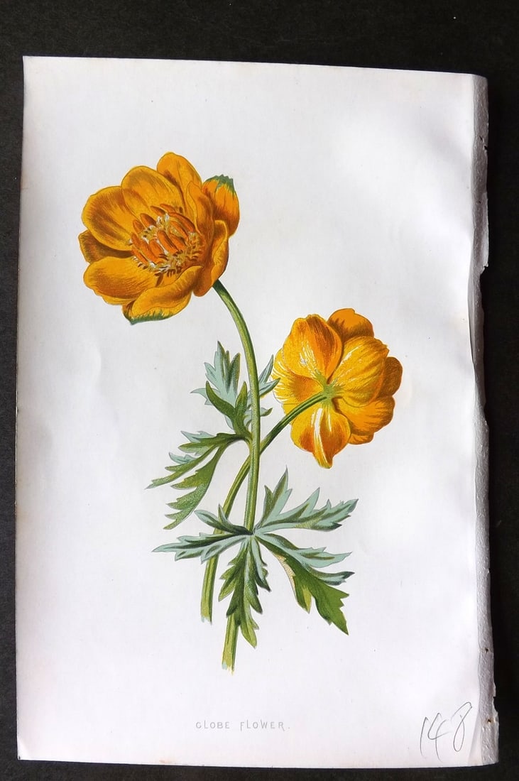 Hulme, Edward C1880 First Edition Botanical Print. Globe Flower (1 of 1)